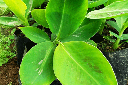 Plant Tissue Culture Hayleys Agro Biotech