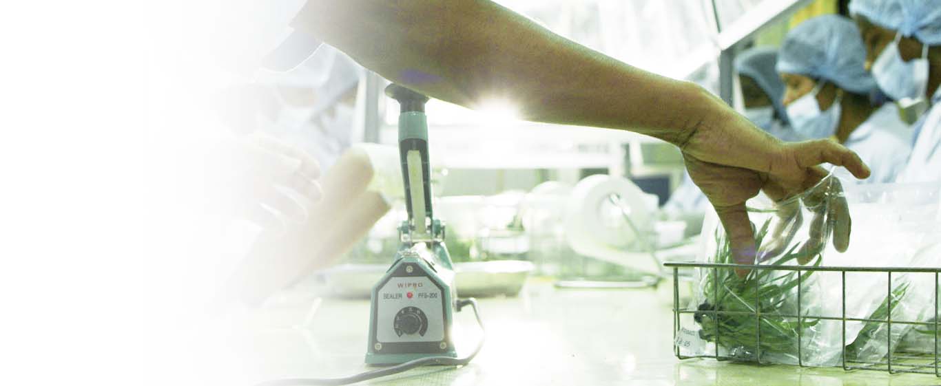 Plant Tissue Culture Hayleys Agro Biotech