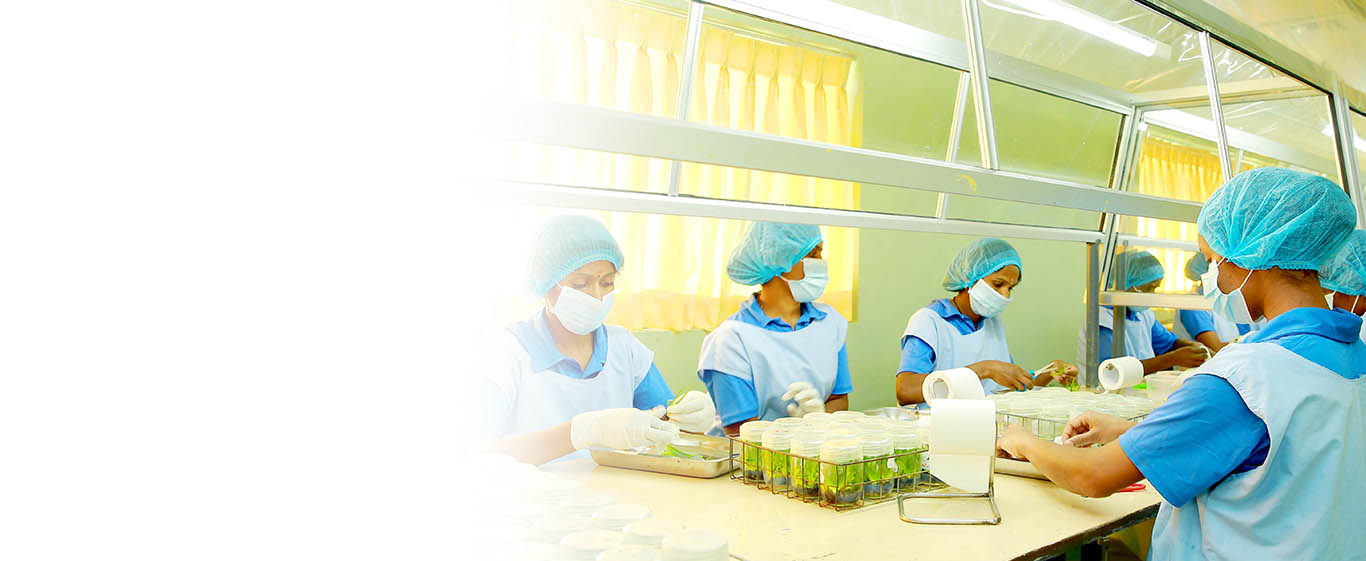 Plant Tissue Culture Hayleys Agro Biotech