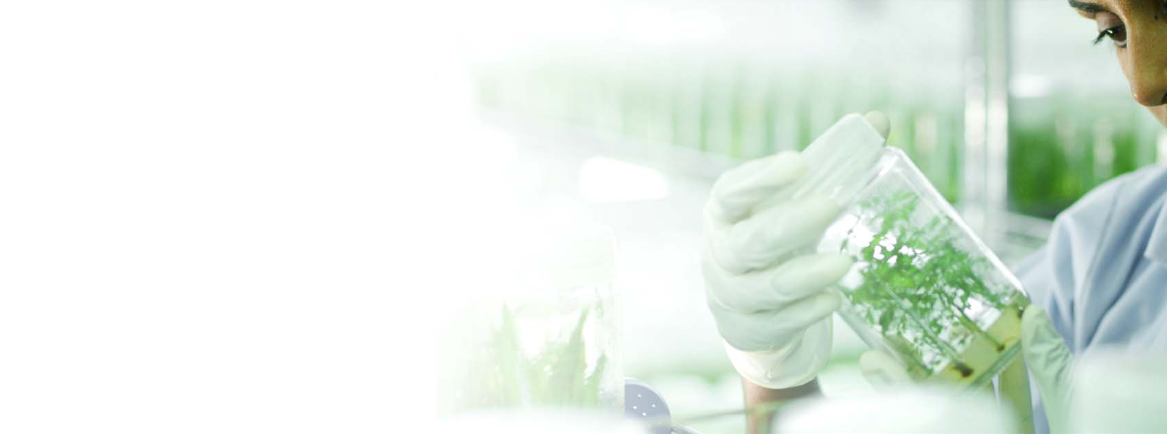 Plant Tissue Culture Hayleys Agro Biotech
