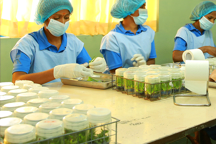 Plant Tissue Culture Hayleys Agro Biotech