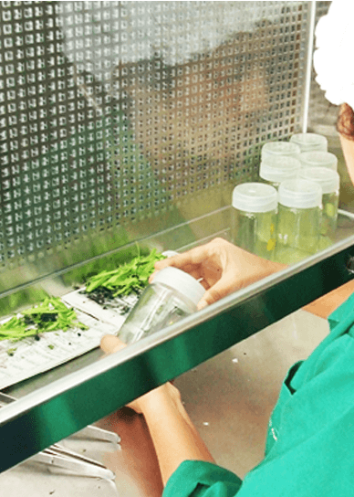 Plant Tissue Culture Hayleys Agro Biotech