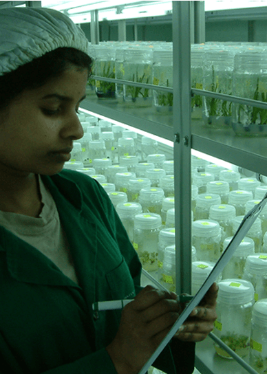 Plant Tissue Culture Hayleys Agro Biotech