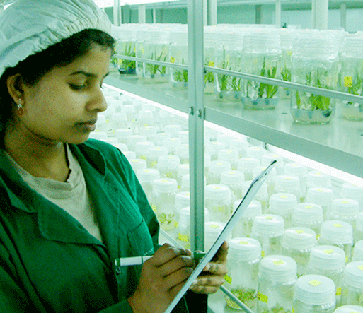 Plant Tissue Culture Hayleys Agro Biotech