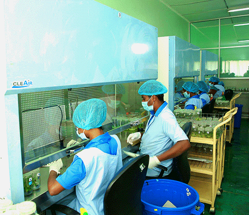 Plant Tissue Culture Hayleys Agro Biotech