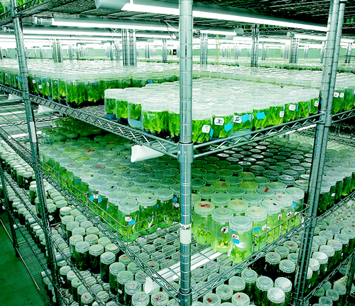Plant Tissue Culture Hayleys Agro Biotech