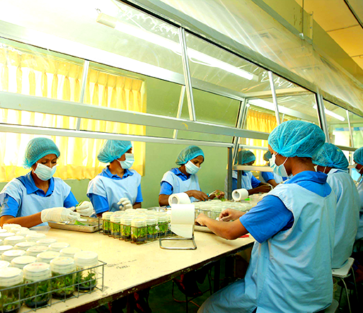 Plant Tissue Culture Hayleys Agro Biotech