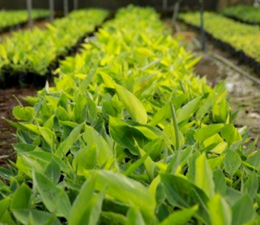 Plant Tissue Culture Hayleys Agro Biotech