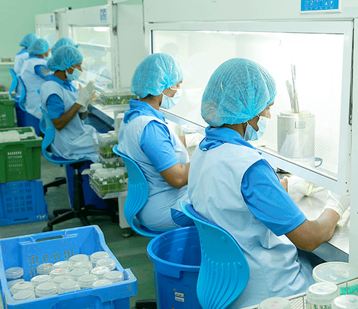 Plant Tissue Culture Hayleys Agro Biotech