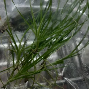 Lomandra