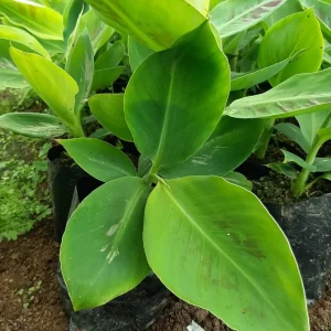 Banana