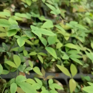 Nandina