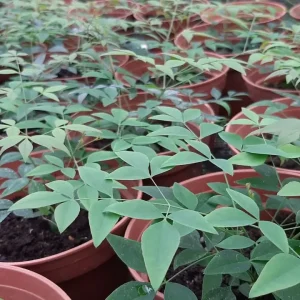 Nandina