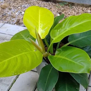 Philodendron Moon Light
