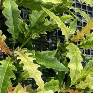 Philodendron Golden Crocodile