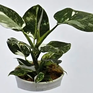 Philodendron White Wizard