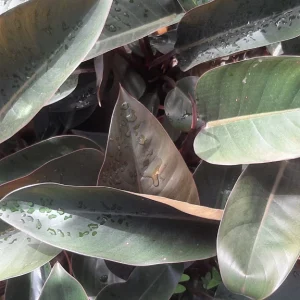 Philodendron Congo Red