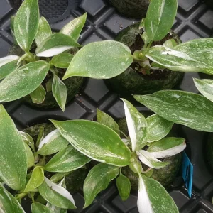 Philodendron White Princess