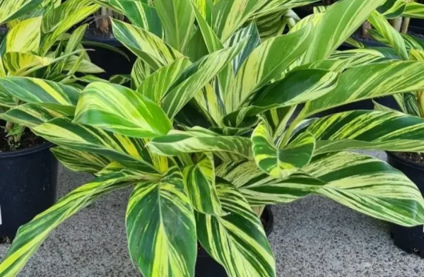 Shell Ginger - Hayleys Agro Biotech