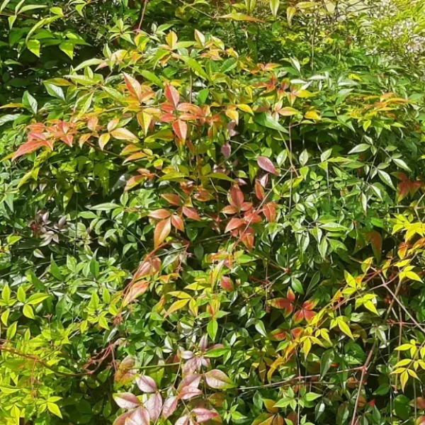 Nandina - Sacred bamboo