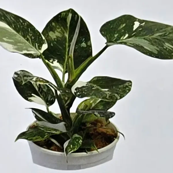 Philodendron White Wizad