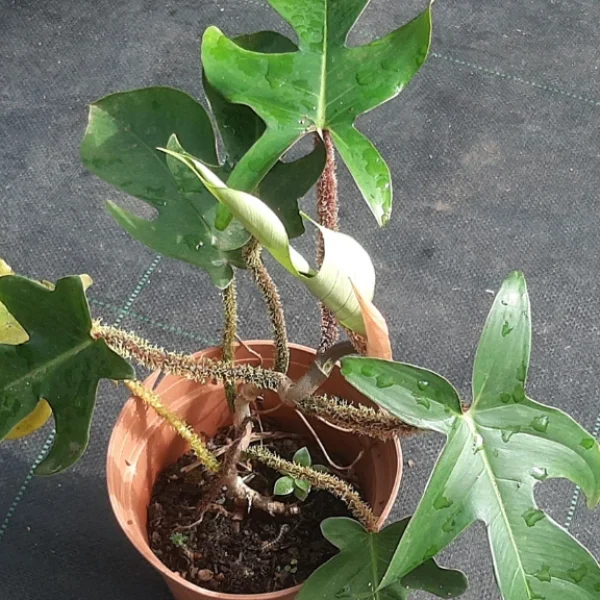 Philodendron_Pedatum_Florida