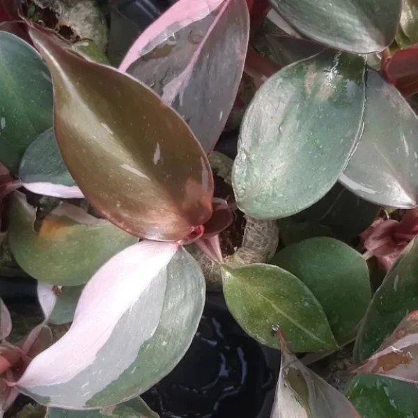 Philodendron_Pink_Princess