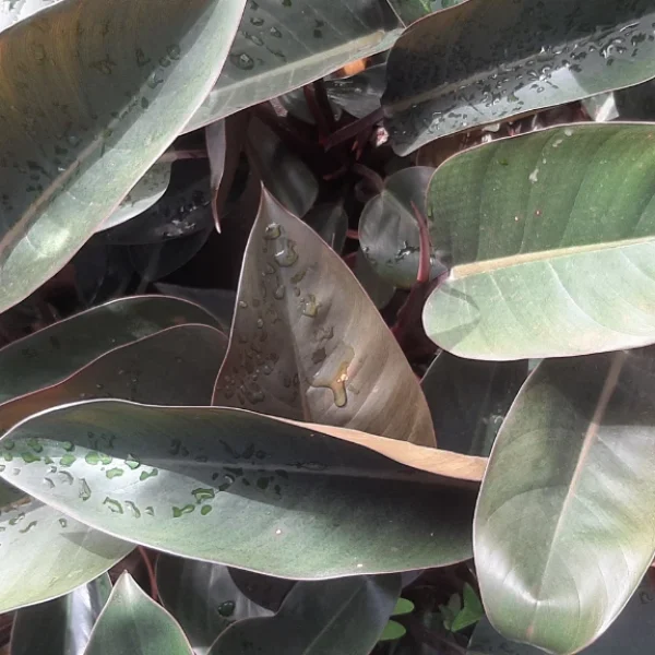 Philodendron_Red_Congo