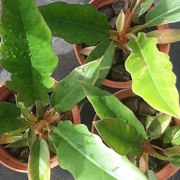 Philodendron_Ring-of_Fire